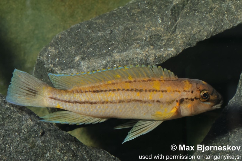 Chalinochromis sp. 'bifrenatus south' Wampembe
